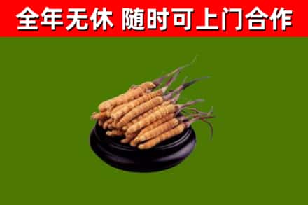 大同回收散虫草